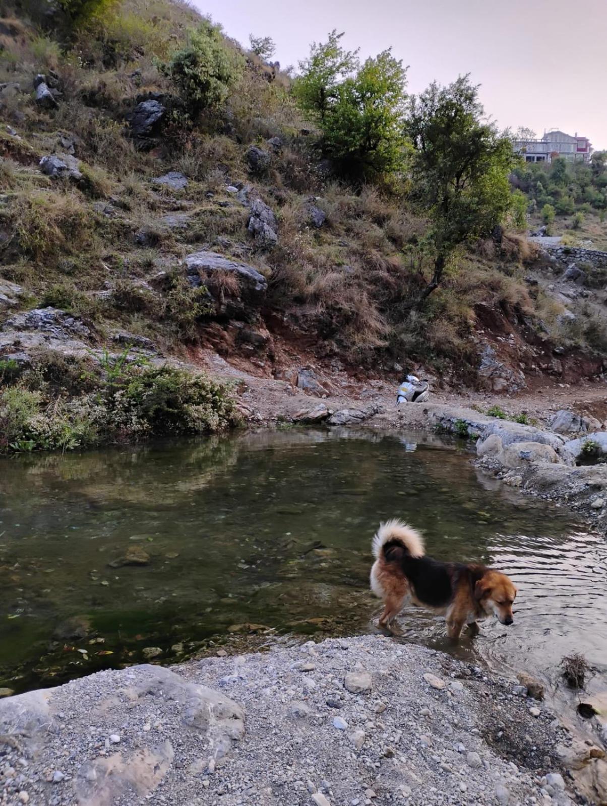 Rivulet Resort & Camping Mussoorie Extérieur photo